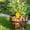 B1, variant on Plant Sticky Traps, Fungus Gnat Sticky Trap, Plant Gnat Traps, Sticky Fly Traps, Multi-Shape Sticky Gnat & Fly Traps, Sticky Bug Traps, No Harm and Odorless for Indoor Outdoor Use,Dog