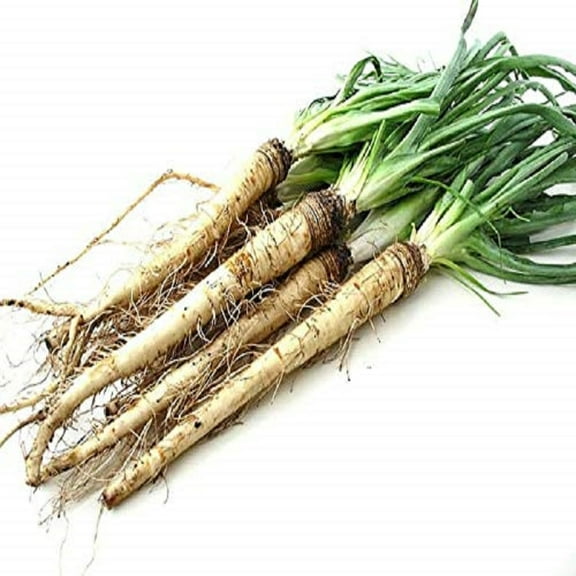 Sandwich Island Salsify Seeds - 500 Count Seed Pack- Non-GMO - an Uncommon Root Vegetable with Long Tapering Roots and Edible Leaves. - Country Creek LLC