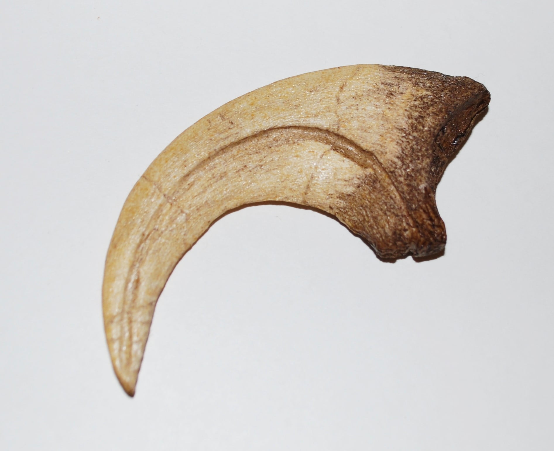 dinosaur with longest claws