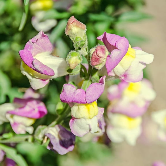 Snapdragon Flower Seeds - Floral Showers Series F1 - 1000 Seeds - Lavender Bicolor Blooms - Annual Flower Garden