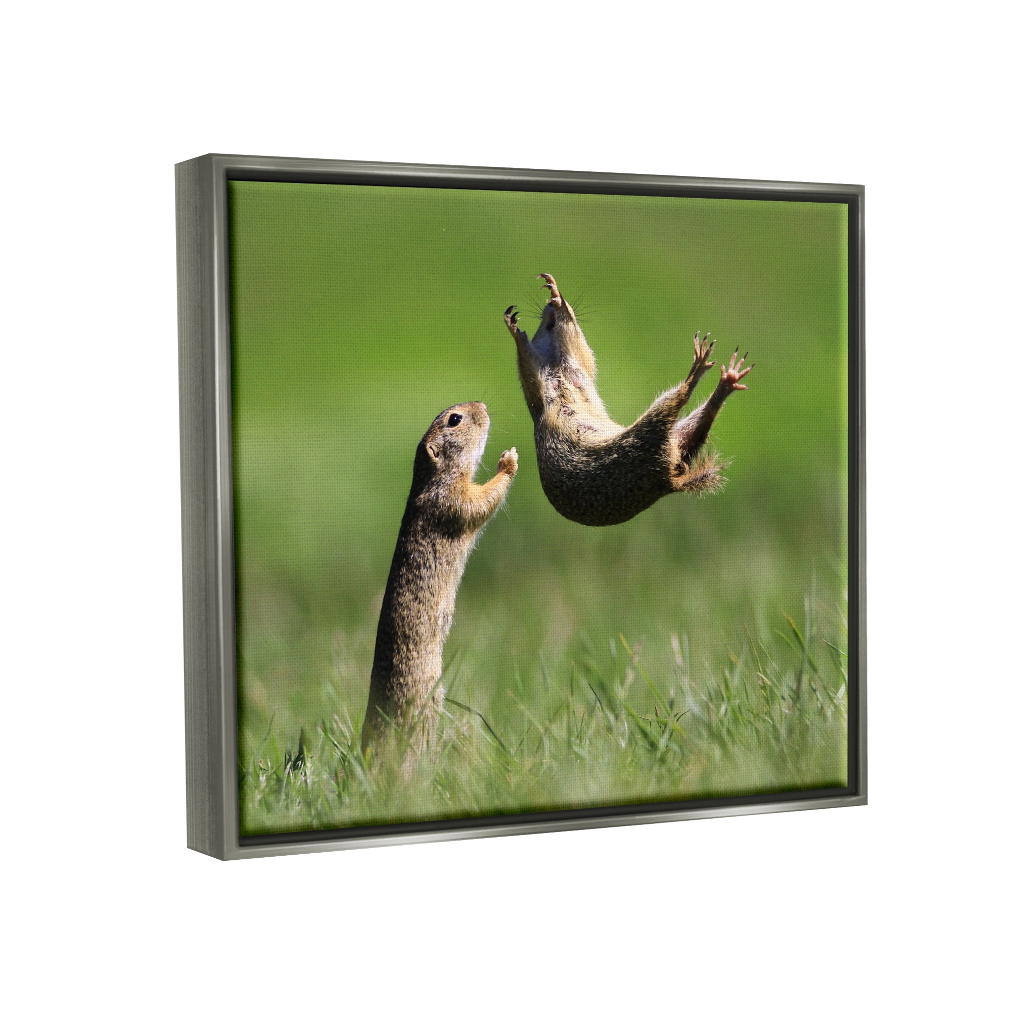 Stupell Industries Prairie Dogs Photography Animals & Insects Photography Gray Floater Framed Canvas Art Print Wall Art, 31 x 25