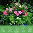thumbnail image 7 of American Plant Exchange Dipladenia Bush, 6-Inch Pot, Pink Flowering Live Plant, Constant Bloomer!, 7 of 7