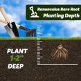 thumbnail image 2 of GSDWIUEW Ranunculus Bare Roots for Planting Canada, Perennial Flower Ranunculus, Easy to Grow, Ranunculus Bare Roots for Spring and Autumn Planting Home Garden Indoor and Outdoor(Mix,10 Pack), 2 of 6
