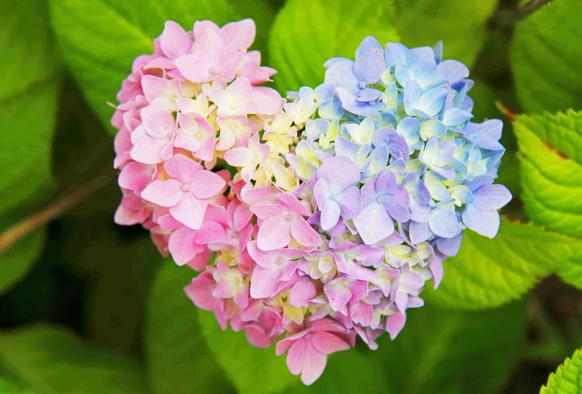 Image of A woman's hands planting hydrangea seeds