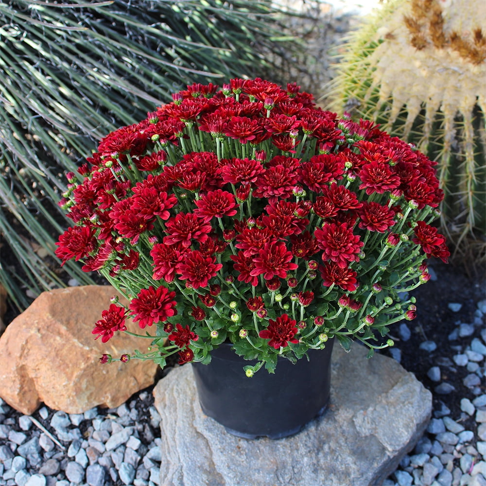 Expert Gardener Red Mum Chrysanthemum Live Plant, 1 gal Grower Pot