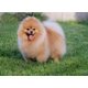 thumbnail image 1 of Bordado de diamantes redondos y cuadrados, animales de perro Spitz, bricolaje, pintura de diamante 5D, punto de cruz, diamantes de imitación, decoración del hogar, FS6607, 1 of 5