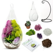DIY Terrarium Kit for Adults with Live Succulent Plant (Fresh from Florida), Metal Stand, Hanging Teardrop Glass Terrarium, Reindeer Moss, Crystal & Rocks - Handmade in USA