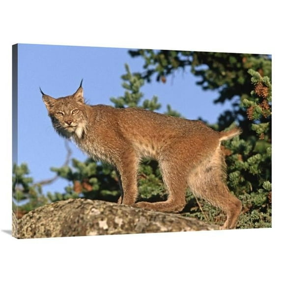 30 x 40 in. Canada Lynx Climbing on Rock, North America Art Print - Tim Fitzharris