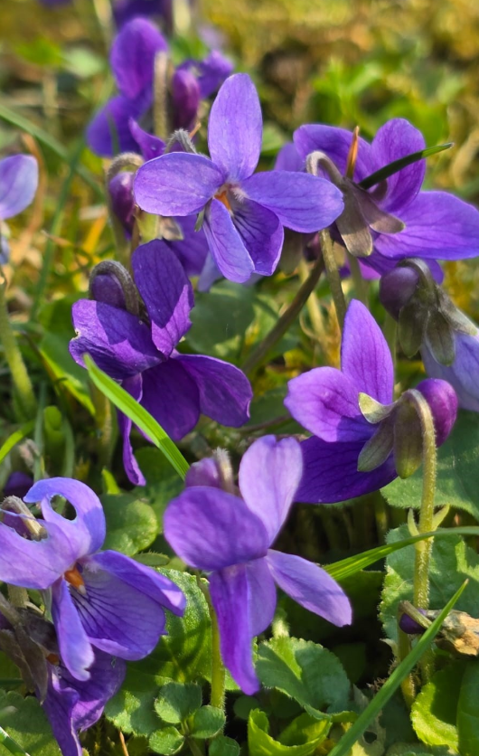 Purple Violet Live Plant for Planting, Indoor Houseplant in 4'' Pot, Vibrant Violet Flowers Ready to Grow 3-5 Inch Tall