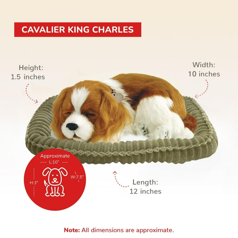 Perfect petzzz king charles spaniel online