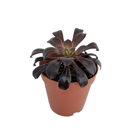 Hirt's Gardens® Black Rose Succulent - Aeonium - RARE - Easy to grow! - 2