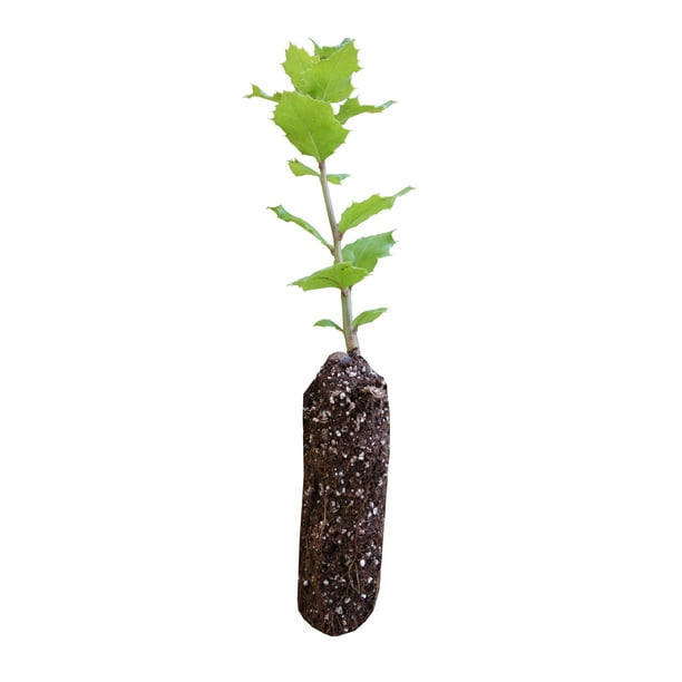 Coast Live Oak Medium Tree Seedling The Jonsteen Company Walmart