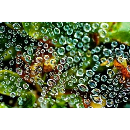 Spider Web Dew I Poster Print by Erin Berzel
