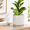 Smoked White-8 Inch, variant on Embossed Leaves Ceramic Planter 8 In Teal 27-a-q-8