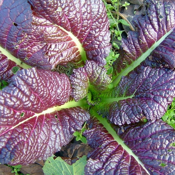 TomorrowSeeds - Japanese Giant Red Mustard Greens Seeds - 500  Count - For 2025 Planting Non-GMO