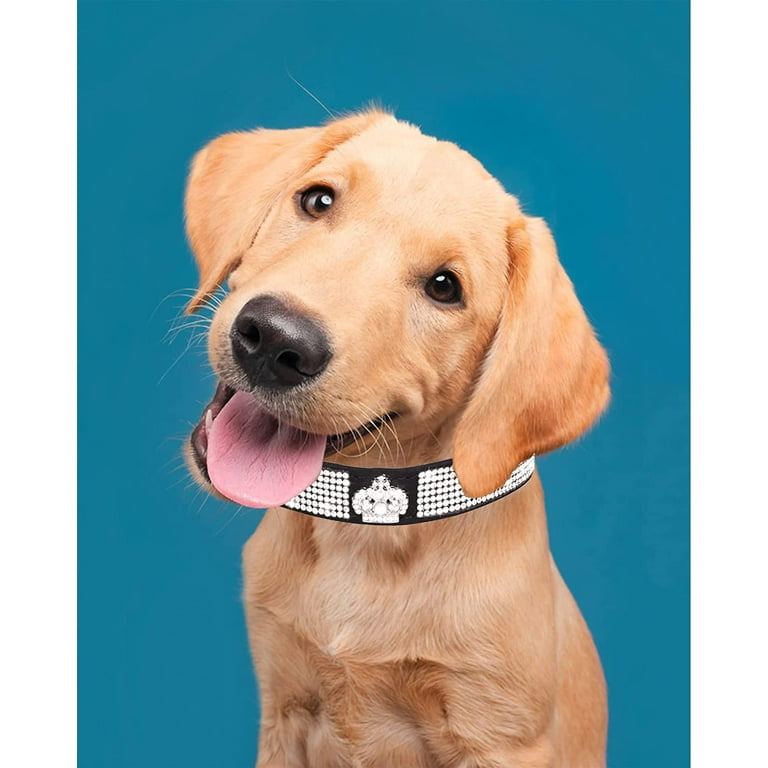 Bling dog sales