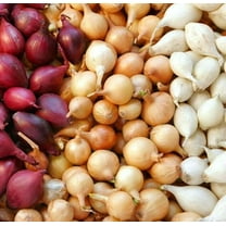 Mixed Red, White and Yellow Onion Sets 1 Pound, Non-GMO Bulbs for Planting - Onion Assortment