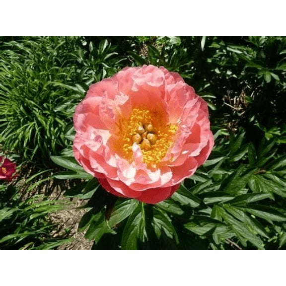 Daylily Nursery Pink Hawaiian Coral Peony Bareroot Live Plants