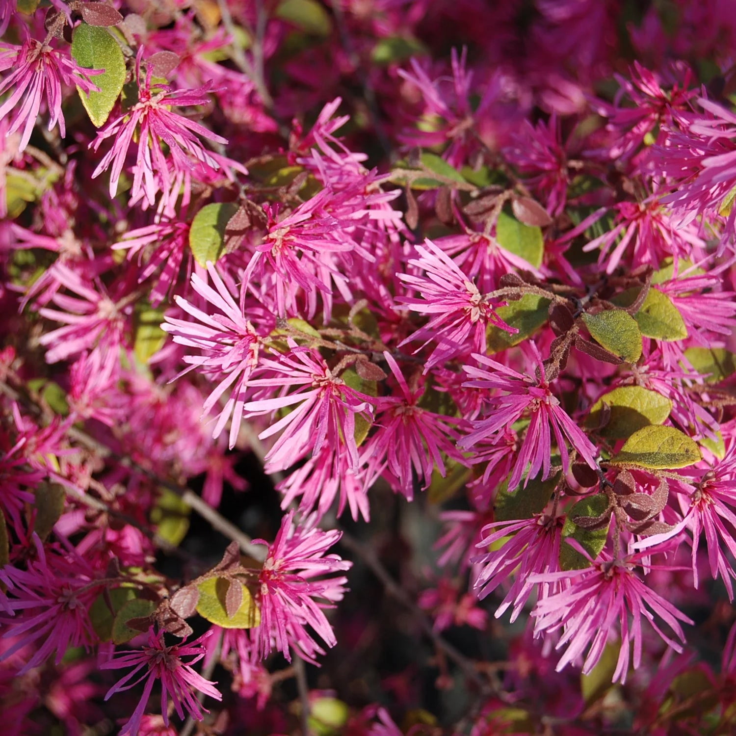 Expert Gardener 1-1.5 ft Loropetalum - Daruma Live Shurb in 3- Gallon Grower Pot