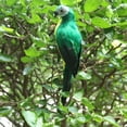 thumbnail image 3 of Artificial Feathered Macaw Parrot Ornament Animals Garden Tree Decor Green, 3 of 8