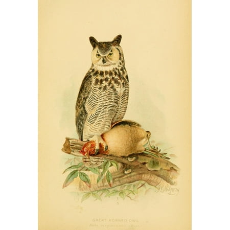 Hawks & Owls of the US 1893 Great Horned Owl Canvas Art - JL Ridgway (24 x 36)