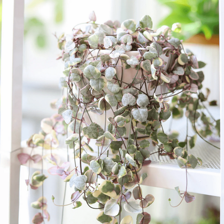 Variegated String of Hearts Plant, Pink String of Heart Succulent Houseplant 2.5 Inch Pot
