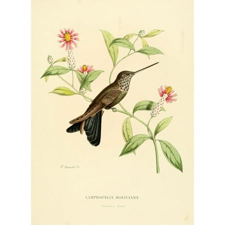 Oiseau Mouches 1874 Lampropygia Boliviana Canvas Art - L Bevalet (18 x 24)