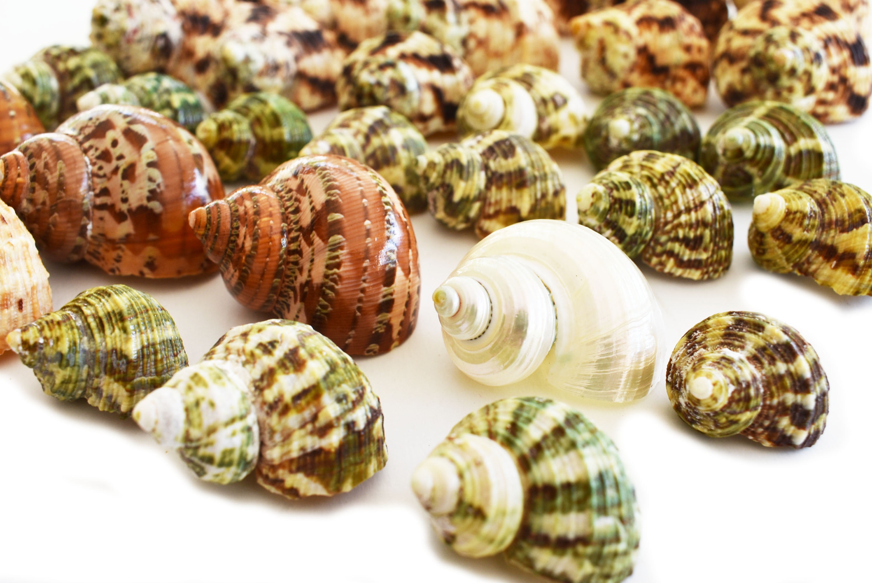 30 assorted TURBO HERMIT CRAB SEASHELL SEA SHELL FISH TANK CRAFTS DECOR
