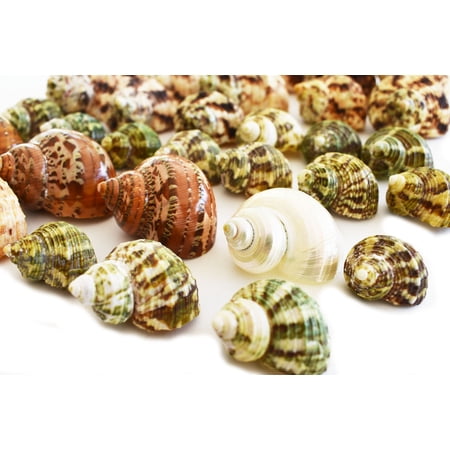 30 Select Hermit Crab Shells Lot 1"-2" size (opening 1/2"-1") Seashells - Includes Polished Tapestry Turbos, Silver Turbos, Silver Mouth Turbos and more