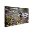 thumbnail image 2 of Trademark Fine Art "Mallard" Canvas Art by Jason Shaffer, 2 of 3