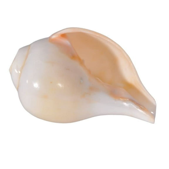 Blowing Shankh for Pooja | Blowing Shankh Original | Blowing Sangu | Blowable Conch Shell (Blowing Shankh 4 Inch) By Indian Collectible
