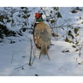 thumbnail image 1 of Kevin Milner Pheasant In The Snow Christmas Card, 1 of 1