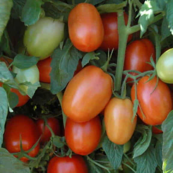 Tomato Plum Regal F1 Seed