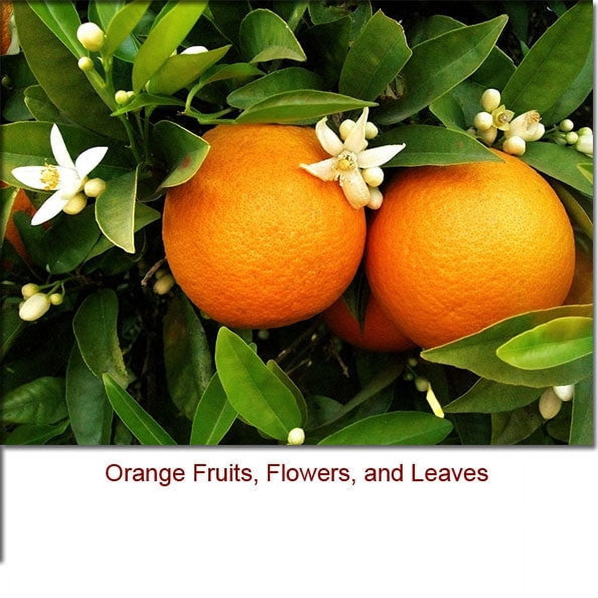 Orange 5 Fold Essential Oil 1 fl oz (30 ml) - 100% Pure and Natural by Silky Scents