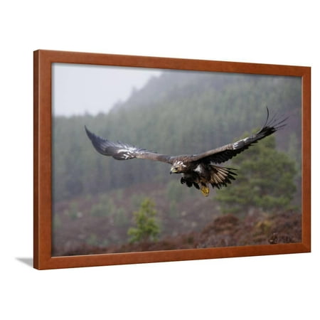 Golden Eagle In Flight Framed Print Wall Art Walmartcom