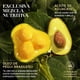 thumbnail image 5 of HERBAL ESSENCES Bio:Renew, Shampoo sin sulfatos ni parabenos 400 ml + Acondicionador sin sal* 250 ml, 5 of 7