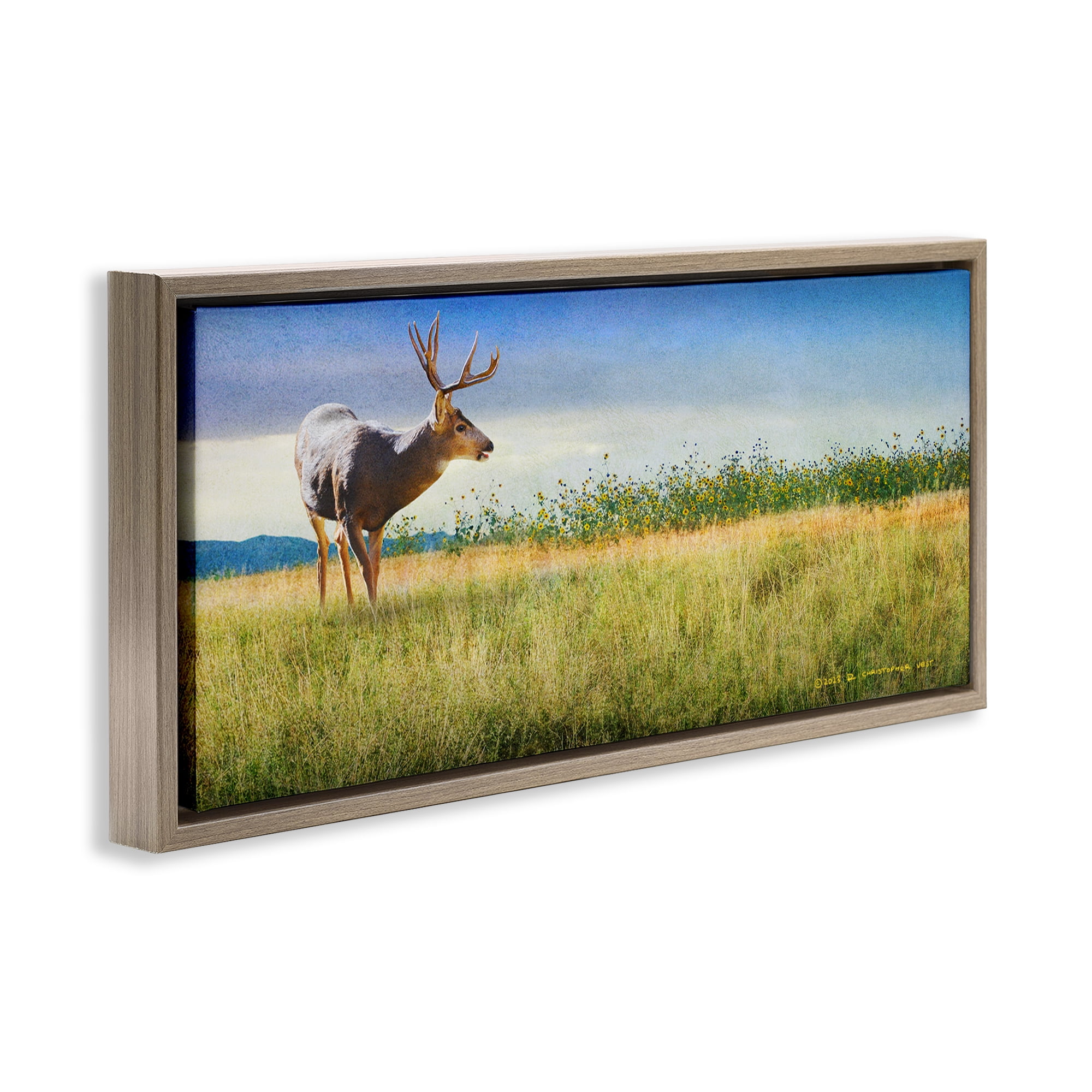 Stupell Industries Buck Deer in Field Landscape & Nature Photography Brown Floater Framed Canvas Art Print Wall Art, 25 x 11