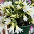 thumbnail image 4 of White Easter Cactus Plants 4-8 Inch, Drought Tolerant Easter Cactus Plant Live for Indoor Planting, 4 of 5
