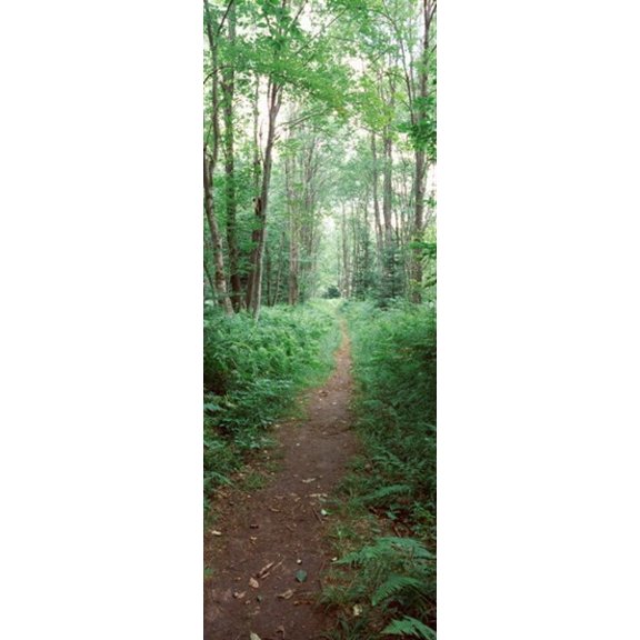 Trail passing through a forest Adirondack Mountains Old Forge Herkimer County New York State USA Canvas Art - Panoramic Images (36 x 13)