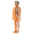 thumbnail image 1 of 3D Human Body Anatomy Model Children Plastic DIY Skeleton Toy Science Early Learning Aids Educational Toys, 1 of 6