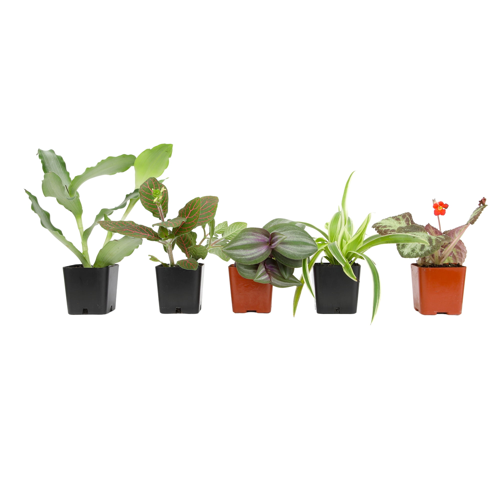 Premium House Plant (6-pack) - Easy Plants - Variegated & Unique - 2in. Grow Pots - Filtered Sun - Element by Altman Plants