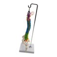 thumbnail image 3 of Flexible Spine Model for School Biology Class Model Display Stand flexible Anatomical Demonstration with Pelvis Femur, 3 of 8