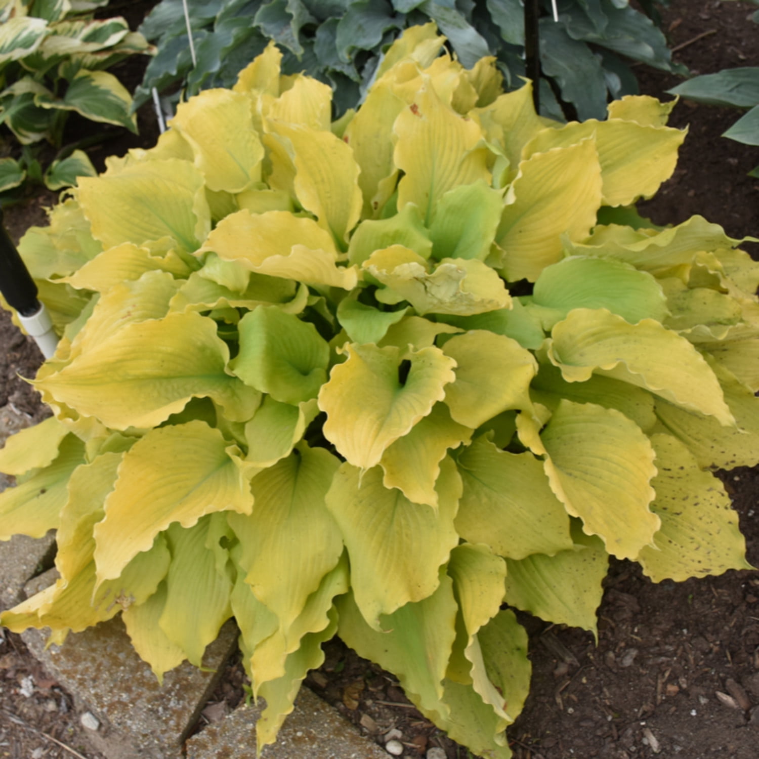 Proven Winners 6" Yellow Shadowland 'Echo the Sun' Hosta Live Plant in 6.5" Pot