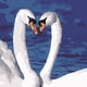 thumbnail image 2 of Pintura de Bricolaje Sin Marco Por Números Pintura Constelaciones Cisnes blancos, 2 of 7