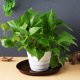 thumbnail image 3 of IFANLANDOR 5Ud Plant Pot Saucers En Plástico Resistente Para Macetas En Hogar Color Café, 3 of 5