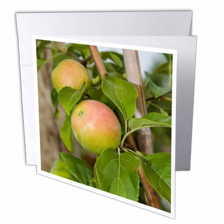 3dRose Apple trees at Robinettes Apple Haus. Grand Rapids, Michigan, USA., Greeting Cards, 6 x 6 inches, set of