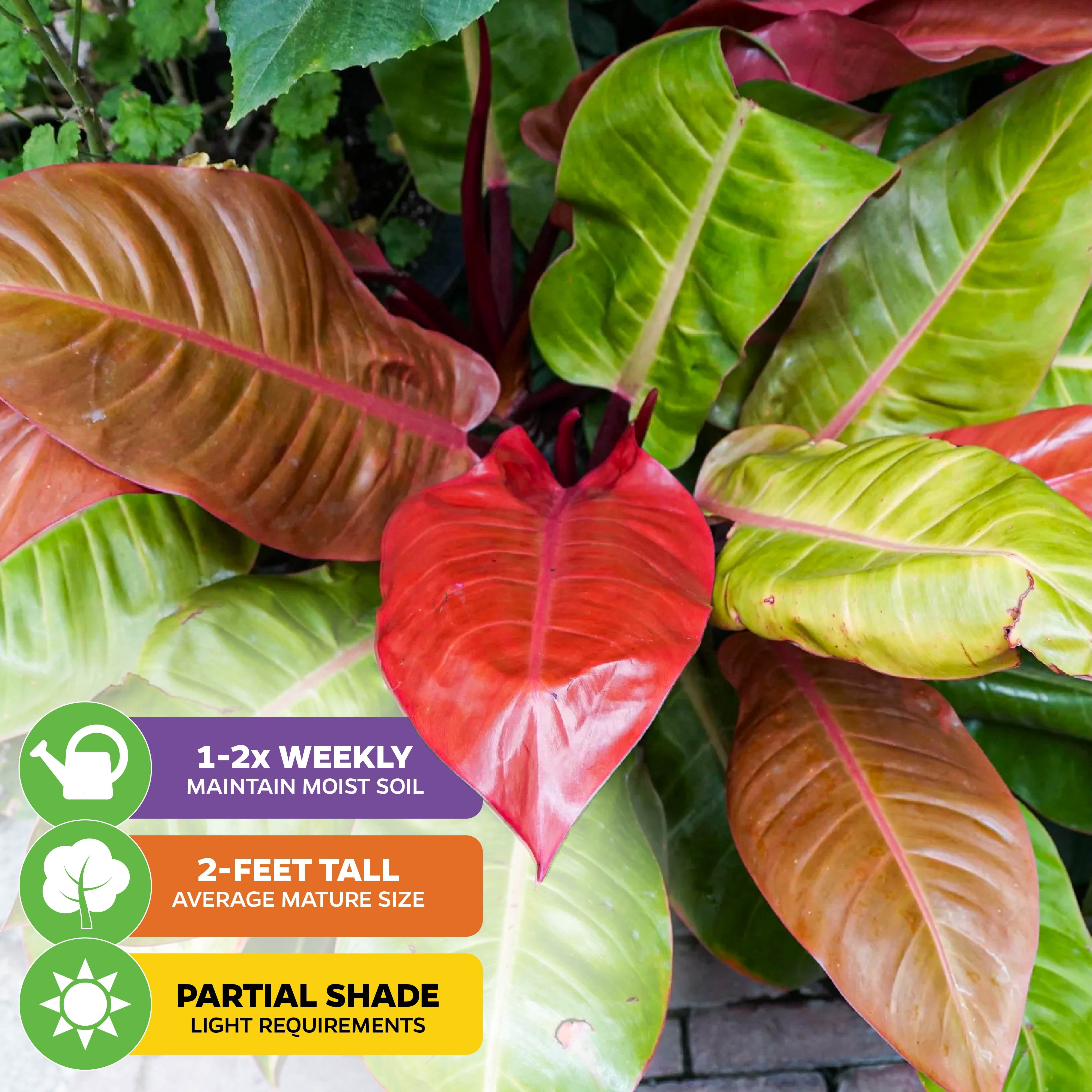 (2-Pack) Philodendron Prince of Orange - Philodendron by Wellspring Gardens - Vibrant, Easy Care Indoor - Outdoor Plant with Dynamic Color - Changing Foliage - Plant Enthusiast - Garden Plants