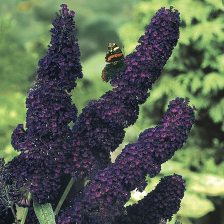 1 Gal. Pot, Black Knight Butterfly Bush Deciduous Flowering Shrub - 1 plant per offer