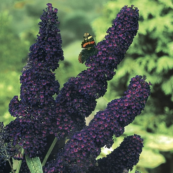 1 Gal. Pot, Black Knight Butterfly Bush Deciduous Flowering Shrub - 1 plant per offer