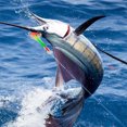 thumbnail image 3 of Señuelo Marlin Cebo Falso Biónico Arrastre Acrílico 9 Pulgadas para Afuera, 3 of 9
